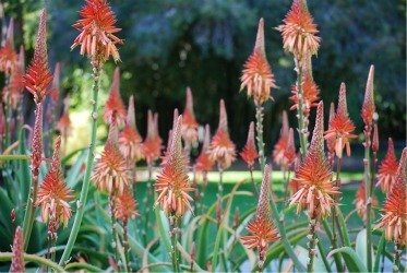 Aloe 'Pink Perfection'