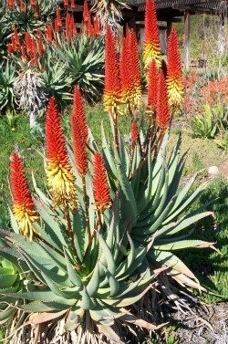 Aloe principes