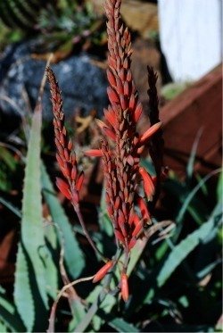 Aloe acutissima