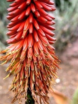 Aloe aculeata red