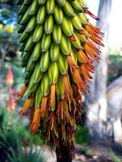 Aloe aculeata