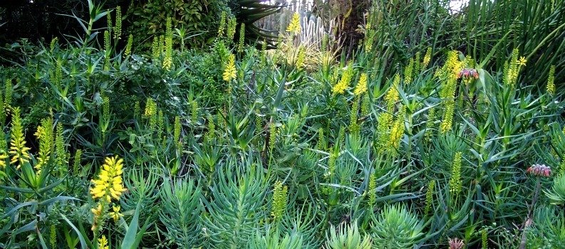 Aloe tewoldii