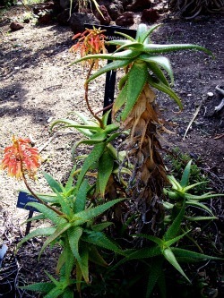 Aloe andongensis