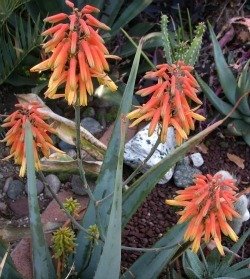 Aloe elegans