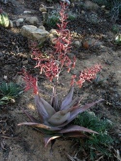 Aloe ahmarensis