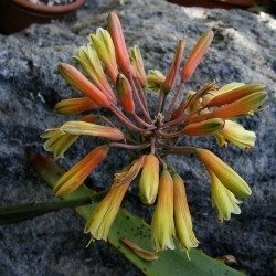 Aloe altimatsiatre