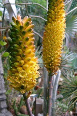 Aloe betsileensis flowers