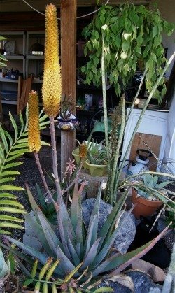 Aloe betsileensis