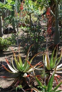 Aloe bulbolifera