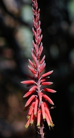Aloe bussei
