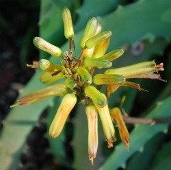 Aloe confusa