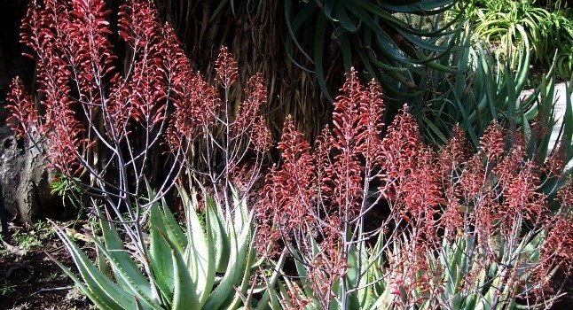 Aloe chaubadii