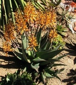 Aloe chabaudii orange