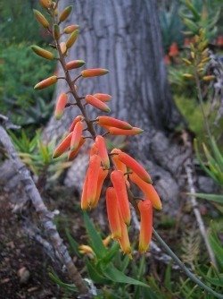 Aloe gracilis