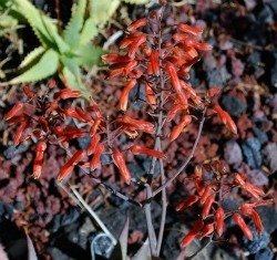 Aloe chabaudii red