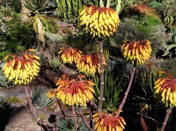 Aloe capitata more