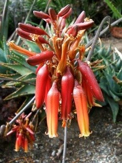 Aloe harlana