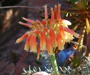 Aloe hoffmannii