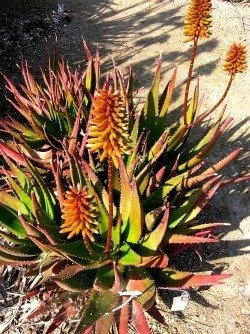 Aloe cameronii orange