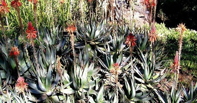 Aloe framesii