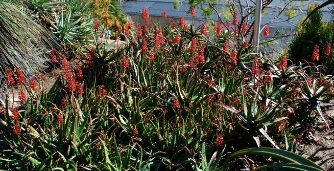 Aloe cameronii