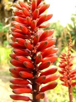 Aloe cameronii flower detail