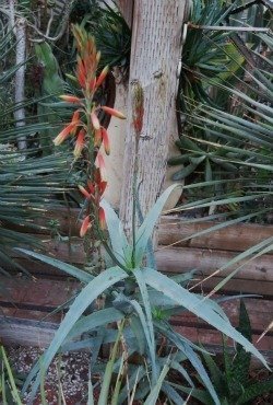 Aloe decaryi