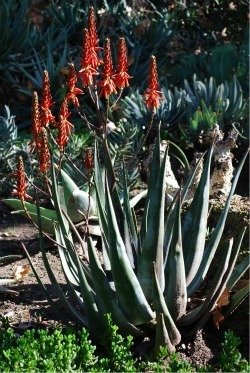 Aloe cryptoflora red