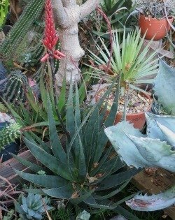 Aloe succotrina