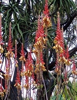 Aloe lutescens