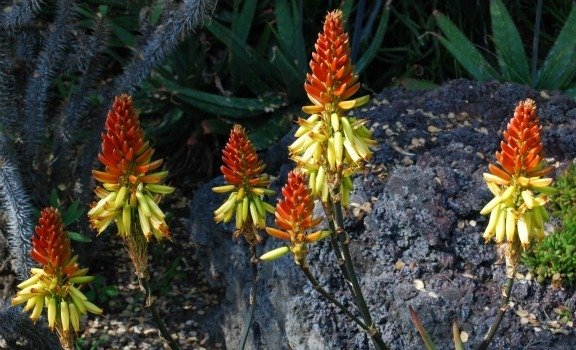 Aloe crytoflora yellow