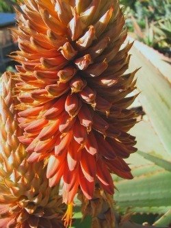 Aloe rubroviolacea