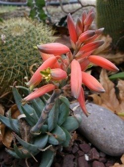 Aloe krapohliana