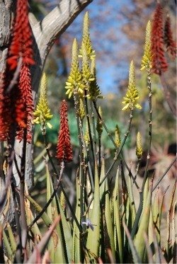 Aloe vera