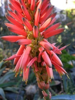 Aloe hardyi