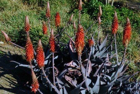 Aloe rubro larb