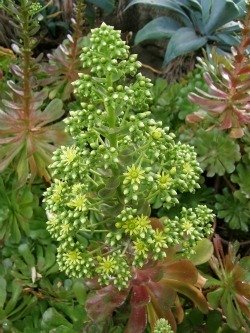 Aeonium bloom 1