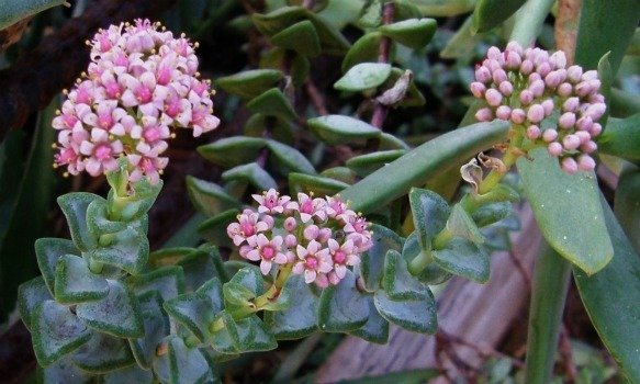 Crassula rupestris blooms