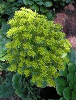 aeonium bloom 2