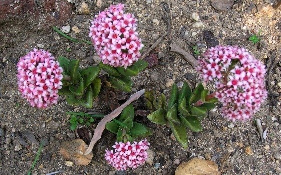 crassula springtime again