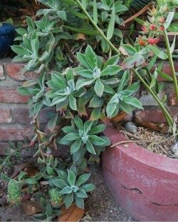 Echeveria coccinea