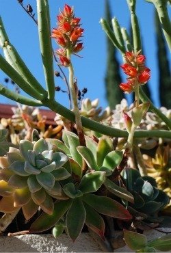 Echeveria pulvinata