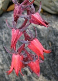 Echeveria hybrid