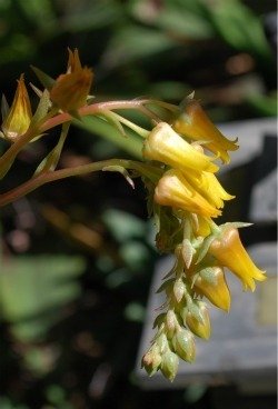 Echeveria agavoides