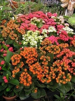 Kalanchoe bossiflenda