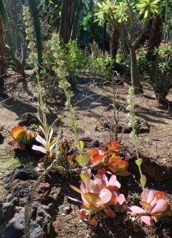 Kalanchoe luciae