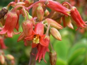 Cotyledon flowers