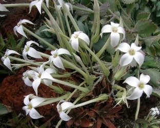 Kalanchoe marmorata