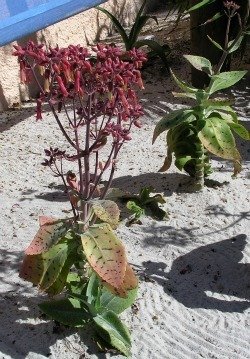 Kalanchoe gastoni