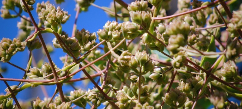 Kalanchoe beharensis